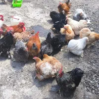 تخم کوشین