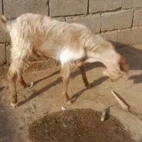 کود حیوانی گوسفند