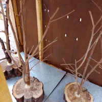 قفس چوبی زیبا|لوازم جانبی حیوانات|شهرضا, |دیوار