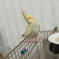 جوجه عروس هلندی گلباقالی