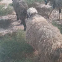 3تامیش ابستن ۲ماه به بالا|حیوانات مزرعه|گتوند, |دیوار