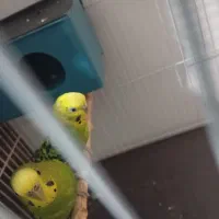 مرغ عشق جفت|پرنده|مشهد, قائم|دیوار