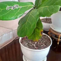 گل های زیبا نگهداری اسان|گل و گیاه طبیعی|تهران, مهرآباد|دیوار