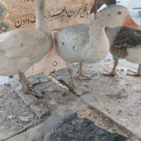 غاز مرغ خروس مرغ گوشتی مرغ تخم گذار