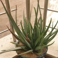 گلدان آلوئه ورا