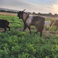 چبش (دوبور)|حیوانات مزرعه|داراب, |دیوار