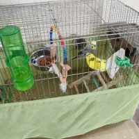 ی جفت مرغ عشق درحال لانه گرم کردن