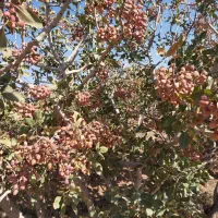 راننده بیل مکانیکی