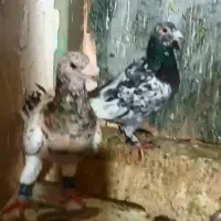 سرور سار گراف سوسکی سه رگ ابلغ|پرنده|مشهد, سجاد شهر|دیوار