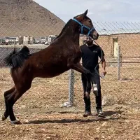 کره مادیان دوسالو نیم تازه سواری بسیار سواری دار|اسب و تجهیزات اسب‌سواری|فرخ‌شهر, |دیوار