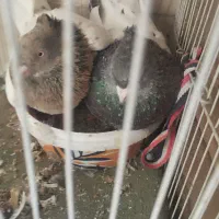 جفت کله عتیقه