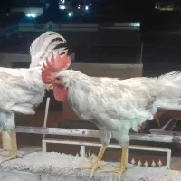 دوعدد خروس