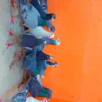 دسته‌کفتر|پرنده|یزد, |دیوار