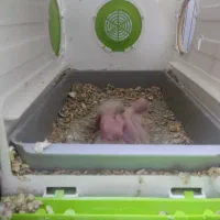 یک جفت عروس هلندی با جوجه|پرنده|قم, لسانی|دیوار