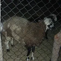 بره نر چاق و چله نژاد شال