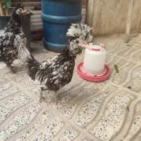 جوجه لهستانی و دو رگه