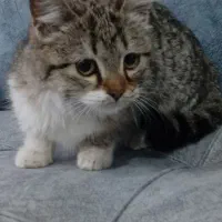 گربه ی ناز|گربه|ارومیه, |دیوار