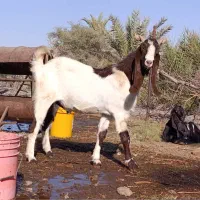 نری پاکستانی.نربز پاکستانی.بز نر|حیوانات مزرعه|جیرفت, |دیوار