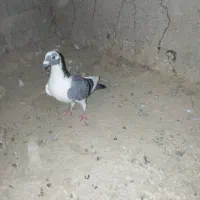 ابلغ|پرنده|سعدآباد, |دیوار