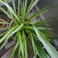 گل طبیعی|گل و گیاه طبیعی|اهر, |دیوار