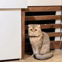 نر گلد مولد قوی|گربه|تهران, میرداماد|دیوار