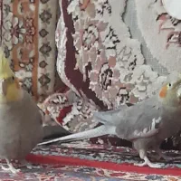 عروس هلندی|پرنده|سهند, |دیوار