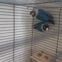 کوتوله   سه عدد قفس   عروس هلندی   قناری  مرغ عشق