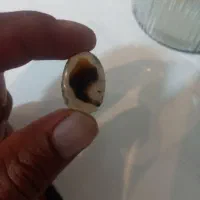 نگین شجر