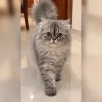 گربه بریتیش پرشین ماده بالغ فوری