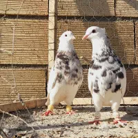 نروماده طوقی هفرنگ عتیغه اس اس|پرنده|مشهد, انقلاب|دیوار