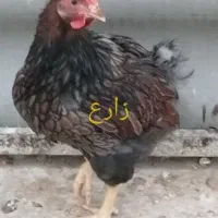 جوجه و نیمچه مرغ و خروس نژاد ویاندوت اصل|حیوانات مزرعه|تهران, مهران (سیدخندان)|دیوار