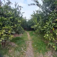 باغ-15-ساله-با-کد-105