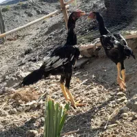 جوجه خروس