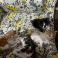 واگذاری بچه گربه دوماه رایگان