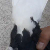 شامی ودم سفید کاکلی نروماده طوقی کله سینه کلاغ|پرنده|مشهد, آزادشهر|دیوار