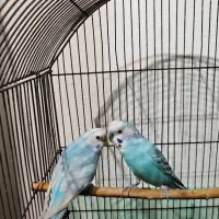 مرغ عشق|پرنده|خمیر, |دیوار