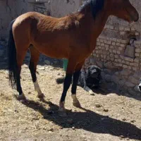 اسب پالونی بارکش|حیوانات مزرعه|ابرکوه, |دیوار