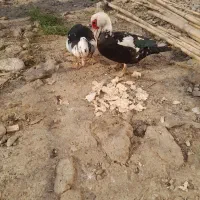 اردک اسرائیلی ماده
