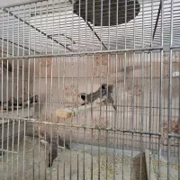 فنچ|پرنده|محلات, |دیوار