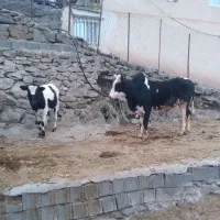 یک گاو  نر ویک کوساله ماده سرحال