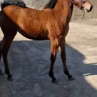 کره اسب مادیون پنجاه میلیون