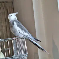 جفت عروس باقفس کاسکویی