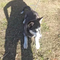 توله سگ هاسکی|سگ|سیلوانه, |دیوار