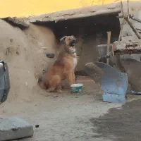 سگ نژاد دار
