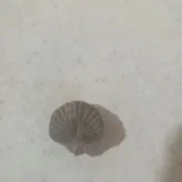 فسیل های قیمتی|کلکسیون اشیاء عتیقه|همدان, |دیوار