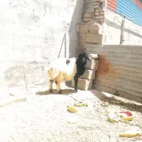 بره نر