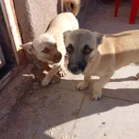 سگ اشتپیز اصل|سگ|رفسنجان, |دیوار