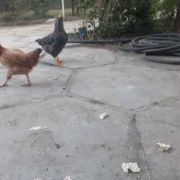 دوتامرغ گلین ولاری هردودورگه است