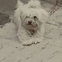 سگ شیتزو|سگ|سیرجان, |دیوار