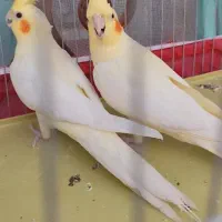 یه جفت عروس هلندی جوان سرحال سرحال